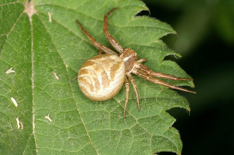 Xysticus_cristatus_D4923_Z_88_Les Gris_Frankrijk.jpg
